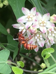 Euodynerus pratensis