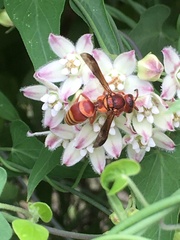 Euodynerus pratensis