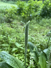 Plantago major