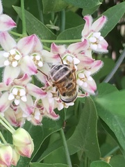 Eristalis stipator