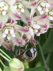 Eristalis stipator