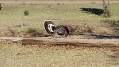 Meleagris gallopavo mexicana