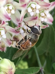 Eristalis stipator