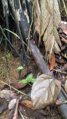 Oophaga pumilio