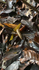 Nyssodesmus python