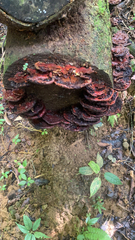 Ganoderma