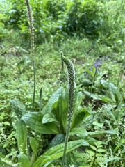 Plantago major