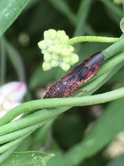 Homalodisca vitripennis