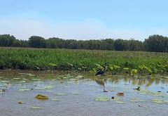 Ephippiorhynchus asiaticus