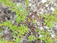 Thymus calcareus