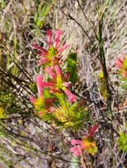 Ericaceae