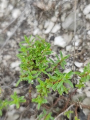 Thymus calcareus