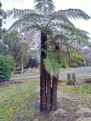 Cyathea australis