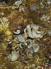 Padina pavonica