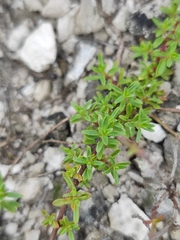 Thymus calcareus