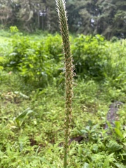 Plantago major