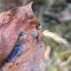 Oligolophinae