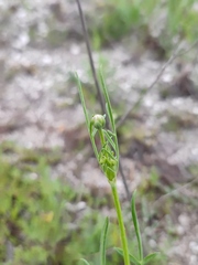 Cephalaria uralensis