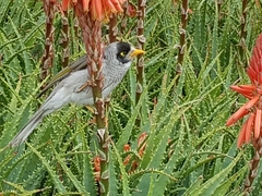 Manorina melanocephala
