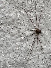 Dicranopalpus ramosus