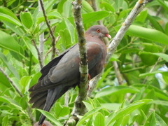 Patagioenas flavirostris