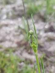 Cephalaria uralensis