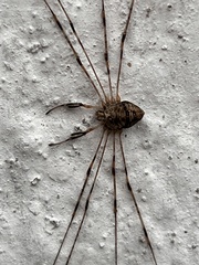 Dicranopalpus ramosus