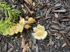 Agaricales