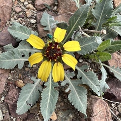 Berlandiera lyrata