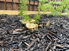 Agaricales