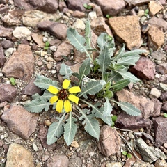 Berlandiera lyrata
