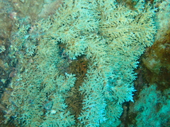 Acropora