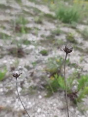 Cephalaria uralensis