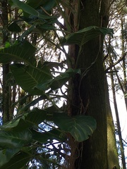 Epipremnum aureum
