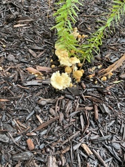 Agaricales