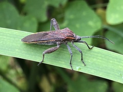 Physomerus grossipes