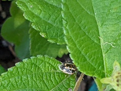 Bagrada hilaris