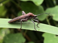 Physomerus grossipes