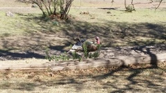 Meleagris gallopavo mexicana