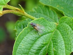 Muscidae