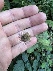 Geum