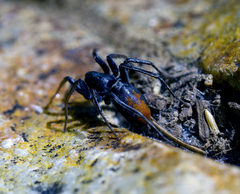 Castianeira descripta