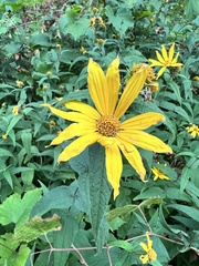 Helianthus divaricatus