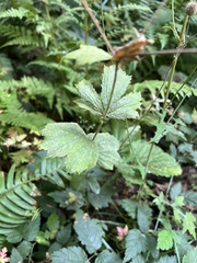 Geum