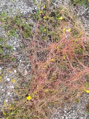 Cuscuta approximata