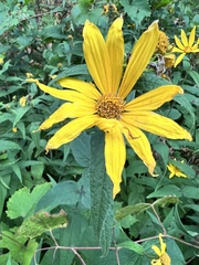 Helianthus divaricatus