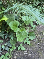 Geum