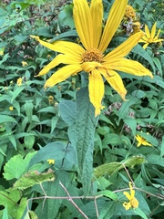 Helianthus divaricatus