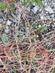 Cuscuta approximata