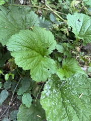 Geum